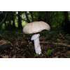 The Prince (Agaricus augustus) 691