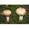 The Prince (Agaricus augustus) 692