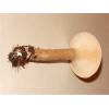 Trooping Funnel (Clitocybe geotropa) 84