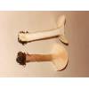 Trooping Funnel (Clitocybe geotropa) 85