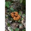 False Morel