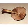 Velvet Shield (Pluteus umbrosus) 708