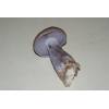 Wood Blewit (Lepista nuda) 726