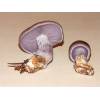 Wood Blewit (Lepista nuda) 732