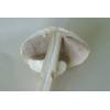 Wood Mushroom (Agaricus silvicola) 734