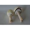 Wood Mushroom (Agaricus silvicola) 735