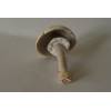 Wood Mushroom (Agaricus silvicola) 736