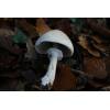 Wood Mushroom (Agaricus silvicola) 737