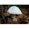 Wood Mushroom (Agaricus silvicola) 738