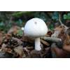 Wood Mushroom (Agaricus silvicola) 739