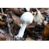 Wood Mushroom (Agaricus silvicola) 741