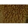 Wood Urchin (Hydnum repandum) 751