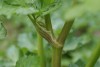 Alexanders (Smyrnium olusatrum) 770