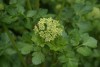 Alexanders (Smyrnium olusatrum) 771