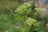 Alexanders (Smyrnium olusatrum) 772