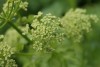 Alexanders (Smyrnium olusatrum) 773