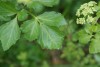 Alexanders (Smyrnium olusatrum) 774