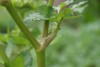 Alexanders (Smyrnium olusatrum) 775