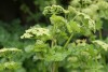 Alexanders (Smyrnium olusatrum) 776