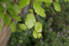 Beech (Fagus sylvatica) 839