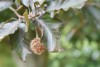 Beech (Fagus sylvatica) 842