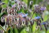 Borago officinalis