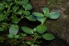 Brooklime (Veronica beccabunga) 884