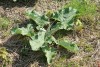 Burdock (Arctium minus) 824