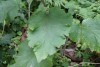 Burdock (Arctium minus) 825