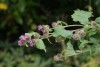 Burdock (Arctium minus) 826