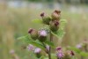 Burdock (Arctium minus) 827