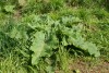 Burdock (Arctium minus) 829