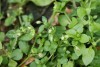 Chickweed (Stellaria media) 779