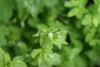 Chickweed (Stellaria media) 780