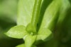 Chickweed (Stellaria media) 781