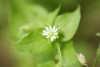 Chickweed (Stellaria media) 782