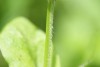 Chickweed (Stellaria media) 783