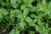 Chickweed (Stellaria media) 784