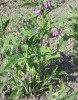 Common Comfrey (Symphytum officinale) 843