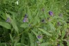 Common Comfrey