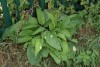 Common Comfrey (Symphytum officinale) 845