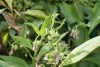 Common Comfrey (Symphytum officinale) 846