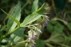 Common Comfrey (Symphytum officinale) 847