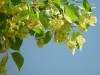 Common Lime (Tilia europaea) 890