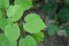 Tilia europaea