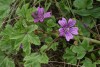 Common Mallow (Malva sylvestris) 849