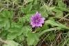 Common Mallow (Malva sylvestris) 850