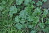 Common Mallow (Malva sylvestris) 851