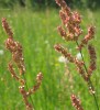 Rumex acetosa