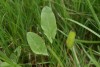 Common Sorrel (Rumex acetosa) 831